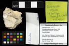 Foto (Objekt + Etiketten) von Goniodromites polyodon (Reuss, 1858) 
